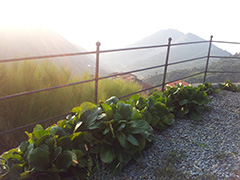 ringhiere