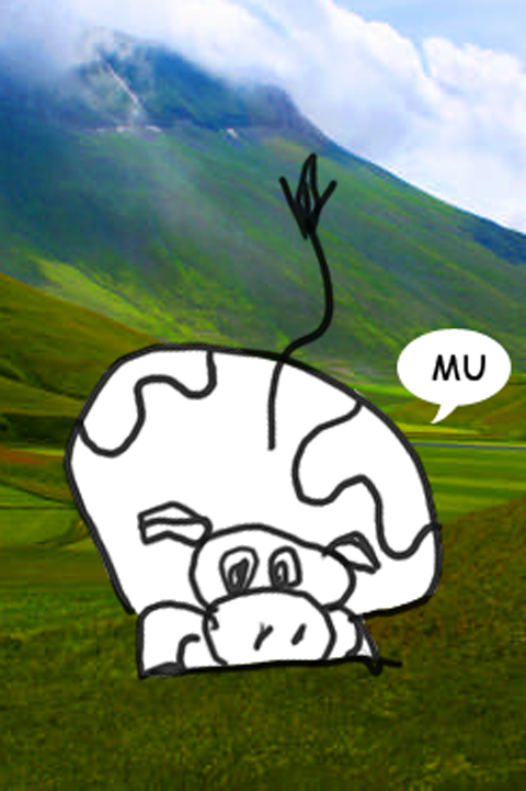 mucca